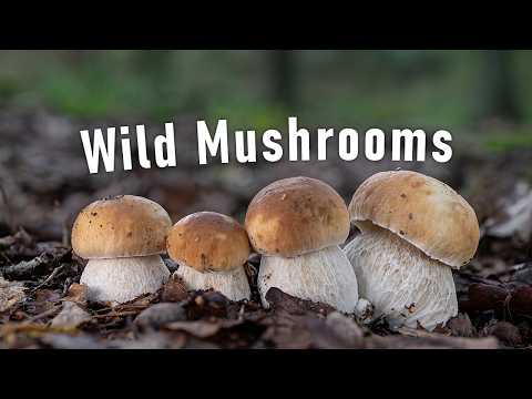 Видео: Грибная охота | Октябрь 2024 г. | Множество съедобных лесных грибов | Белый гриб | Белые грибы