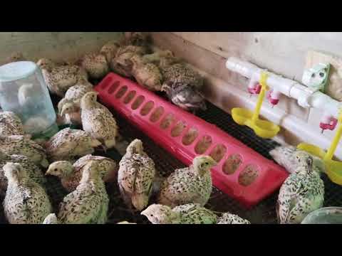 Видео: Содержание перепелов в небольшом сарае.