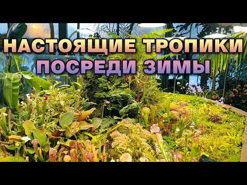 Видео: Оказался в тропиках среди зимы! Буйство красок. Ботанический сад Аптекарский огород.