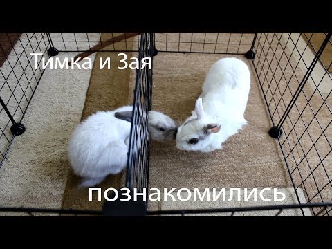 Видео: Знакомим кроликов