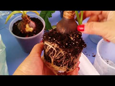 Видео: Залитые Гиппеаструмы ..пересадка..Ну и поржали заодно😂