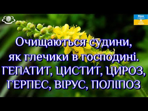 Видео: Очищаються судини, як глечики в господині. ГЕПАТИТ, ЦИСТИТ, ЦИРОЗ, ГЕРПЕС, ВІРУС, ПОЛІПОЗ