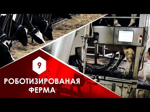 Видео: Роботизированная ферма для коров. AGROSPHERA