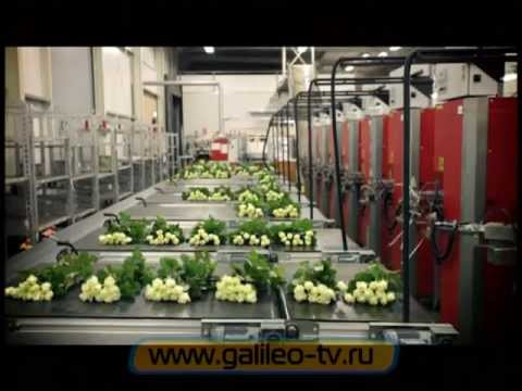 Видео: Галилео. Цветочные аукционы в Голландии