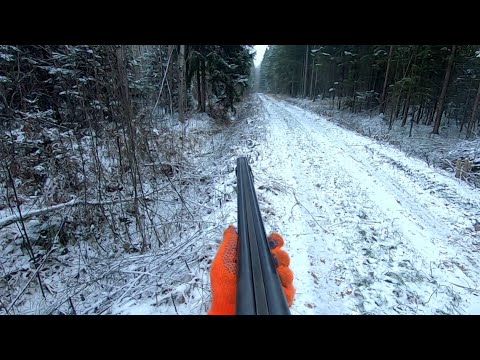 Видео: Загонная ОХОТА. ХИЩНИКИ. 3 декабря 2023г.