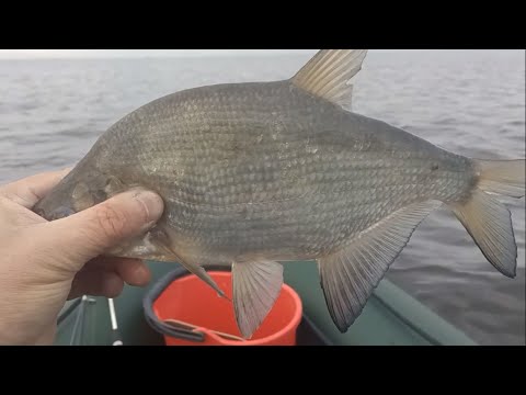 Видео: Подлещики на воблер. Рыбалка в октябре 