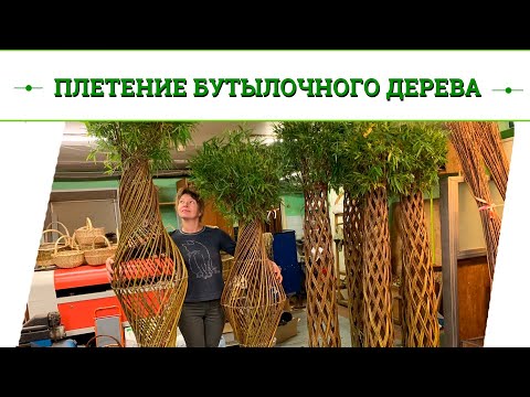 Видео: Русская ива.Мастер-класс. Плетение бутылочного дерева.