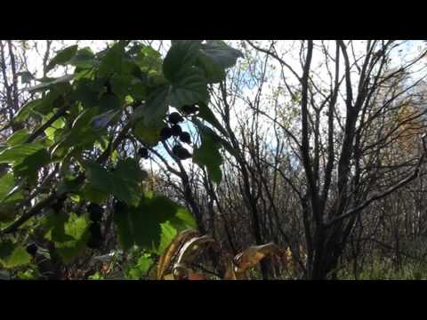 Видео: Сафоново. Осень.