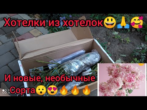 Видео: 💥Посылка из питомника роз "Александра"💥, необычные сорта роз😃😍🔥🔥🔥1часть