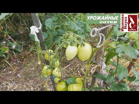 Видео: Запомните эту СХЕМУ ОБРАБОТКИ и забудете о болезнях томата навсегда!