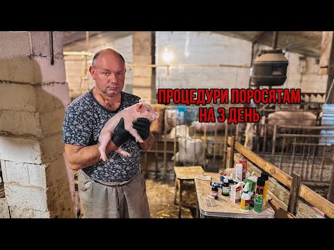 Видео: Необхідні процедури поросятам  на 3 день🐽💉