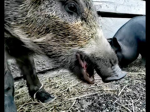 Видео: Секач Фунтик выполняет команды. Умные дикие поросята. Кабаны кушают семена подсолнечника.