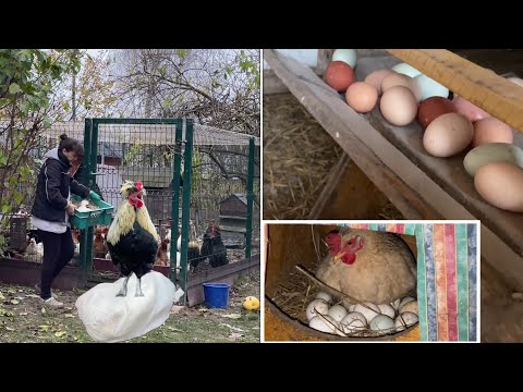 Видео: Кого купила в хозяйство ЧТО КАТЕГОРИЧЕСКИ НЕ ДЕЛАЮ В КУРЯТНИКЕ 