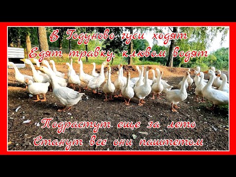 Видео: Обзор хозяйства "Годуновский бройлер". Август 2023.