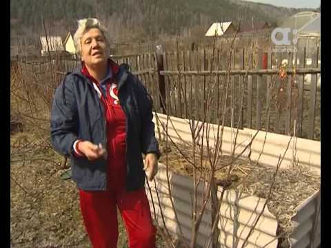 Видео: Как правильно формировать яблоню. Голова садовая