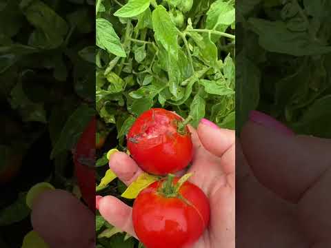 Видео: Уличные томаты: монгольский карлик, Турецкий стелющийся. Подсолнухи, картофель
