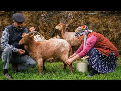 Видео: 🐐 Свежий Сыр из Козьего Молока 🧀🍃