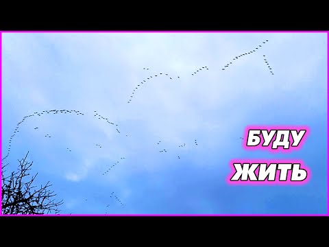 Видео: Выжила