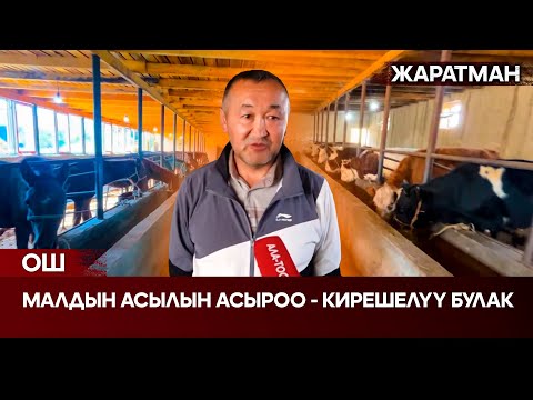 Видео: Ош: Малдын асылын асыроо - кирешелүү булак // ЖАРАТМАН