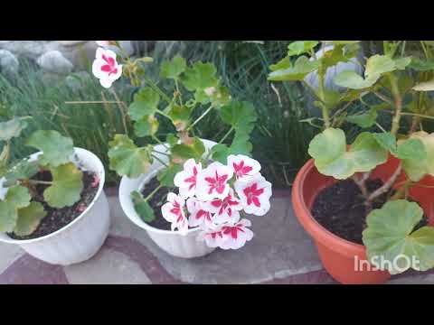 Видео: //Рум Тур  По Нашему  Дому//