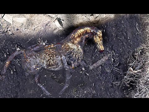 Видео: Золотой конь царя Митридата найден в Анапе. Находка века!