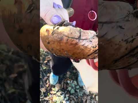 Видео: А вы ходите по грибы в степи?