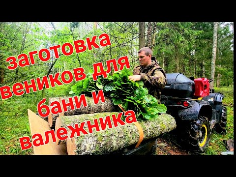 Видео: Заготовка веников для бани и валежника