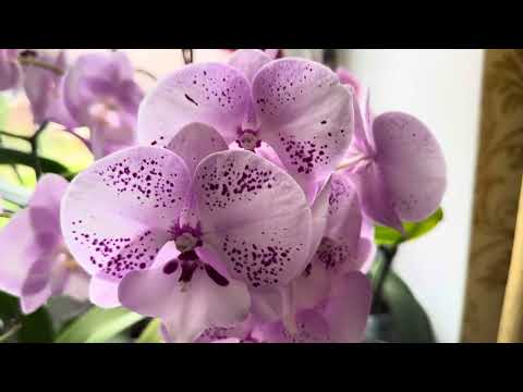 Видео: ЦВЕТЕНИЕ ОРХИДЕЙ 🌸🌸🌸ОКТЯБРЬ 🍁, ЕСТЬ НА ЧТО ЛЮБОВАТЬСЯ ( продолжение)❤️