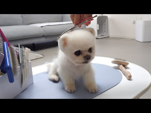 Видео: Вот что происходит, когда делаешь стрижку собакам, насмотревшись видео на Ютубе