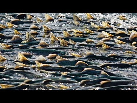 Видео: Моя мрія. Лосось дунайський. Запуск в річки Карпат