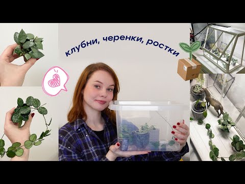 Видео: Как УПАКОВАТЬ и ПЕРЕВЕЗТИ растения на САМОЛЁТЕ | мой переезд в другую страну