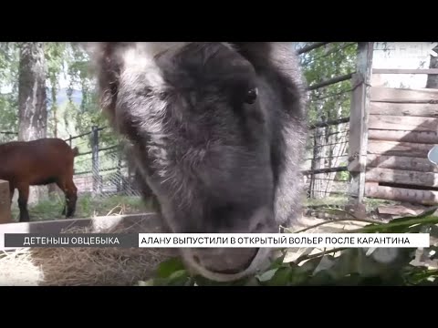 Видео: Овцебычка Алану выпустили в вольер после карантина: как животное живет в «Роевом ручье»