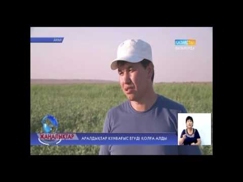 Видео: Аралдықтар күнбағыс егуді қолға алды