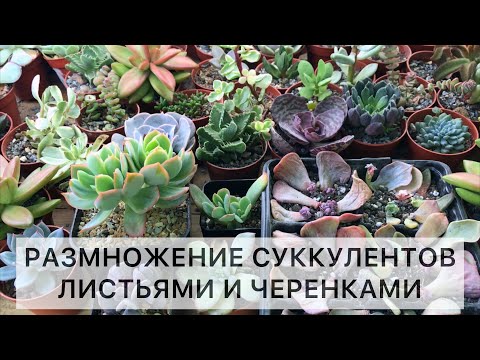 Видео: Размножение суккулентов. Как размножать суккуленты листьями и черенками. Примеры