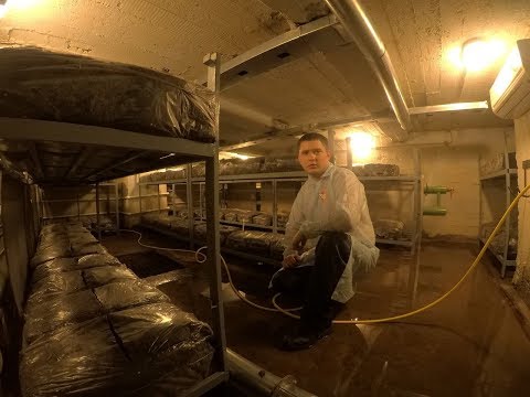 Видео: Бизнес на выращивании шампиньонов. Загрузка компоста в камеру