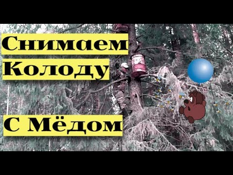 Видео: Пчеловод снимает колоду полную мёда #28