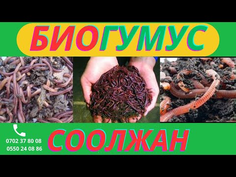 Видео: СООЛЖАН БИОГУМУС САТЫЛАТ  Тел: 0702 378 008 0550 270 886