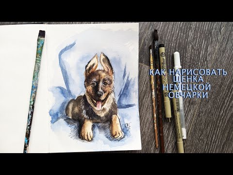 Видео: КАК НАРИСОВАТЬ ЩЕНКА НЕМЕЦКОЙ ОВЧАРКИ \ СОБАКА АКВАРЕЛЬЮ