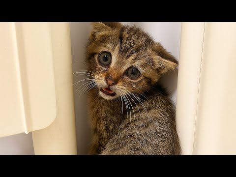 Видео: Кошка никогда не станет ручной — сказал ветеринар. Женщина посмотрела в испуганые глаза и прошептала