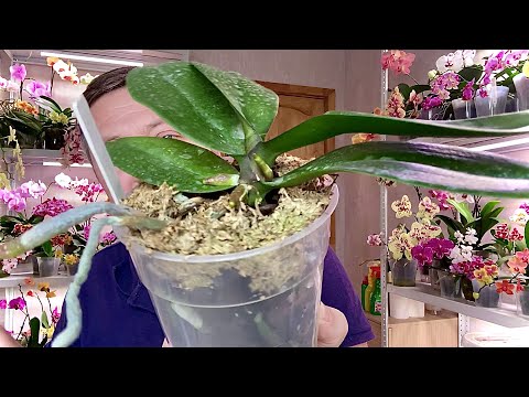 Видео: ОРХИДЕИ в ЭТОМ грунте пустили цветоносы и КОРНИ, в ЗАЩИТУ ПРОДАВЦОВ от ПЛЕСЕНИ и ВОНИ