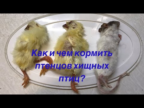 Видео: Как и чем кормить птенца сокола, птенца ястреба и других хищных птиц? Отвечаю на вопросы зрителей.