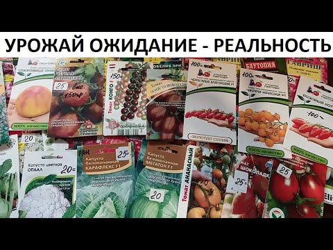 Видео: Урожай 2021 ОЖИДАНИЕ - РЕАЛЬНОСТЬ.