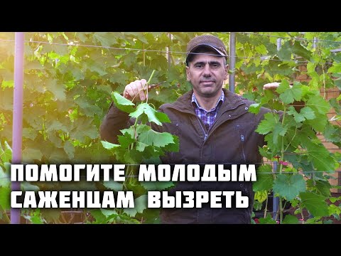 Видео: Помогите молодым саженцам вызреть! Глубока чеканка✂️