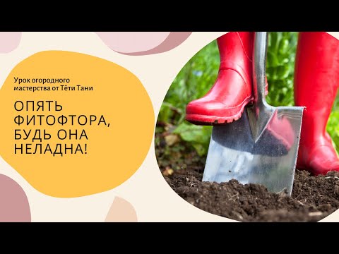 Видео: Опять ФИТОФТОРА, будь она неладна!