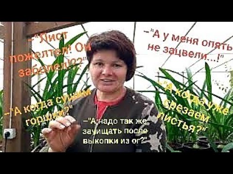 Видео: Признаки начала "покоя" у гиппеаструмов.