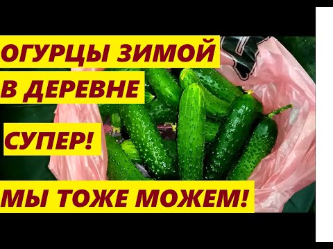 Видео: Выращивание огурца🥒 в зимнее время!