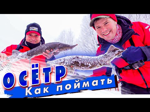 Видео: На что клюёт осётр | Зимняя рыбалка | Рыбалка на платных водоёмах