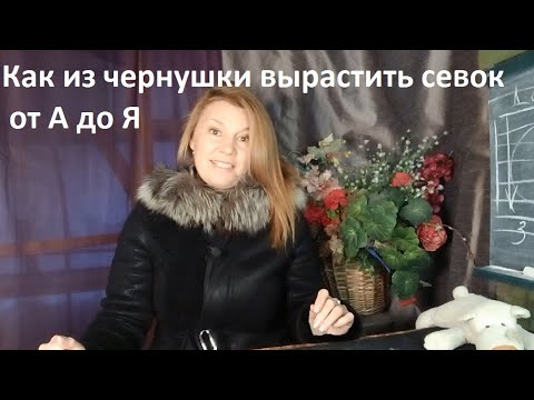 Видео: Севок из чернушки от посева до сбора урожая.