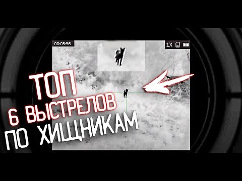 Видео: ТОП 6 выстрелов по хищникам 2021 с прицелом Yukon Nordforce