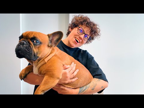 Видео: ЖИВУ 24 ЧАСА С ФРАНЦУЗСКИМ БУЛЬДОГОМ !!!